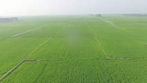 護(hù)好“飯碗田”做優(yōu)“可持續(xù)”——吉林省加強(qiáng)黑土地保護(hù)推進(jìn)“藏糧于地”
